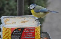 Blue Tit Feeding on Dawn Chorus Fat Feast Suet Block 1